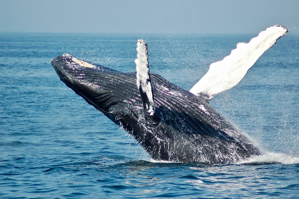 Ballenas
